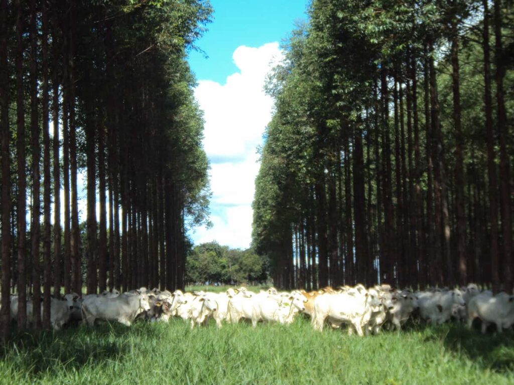 Portfólio AgriCycle